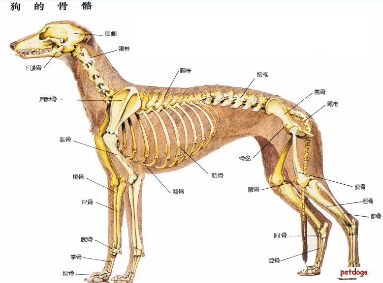狗的骨骼图,送给格力犬爱好者,让大家更了解自己的爱犬
